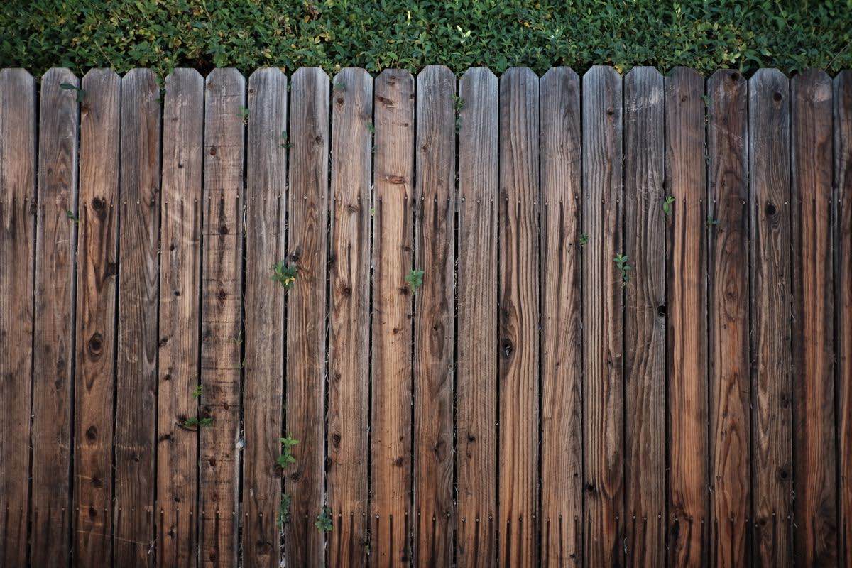 A timber paling fence made of upright boards side by side, with a hedge behind it.